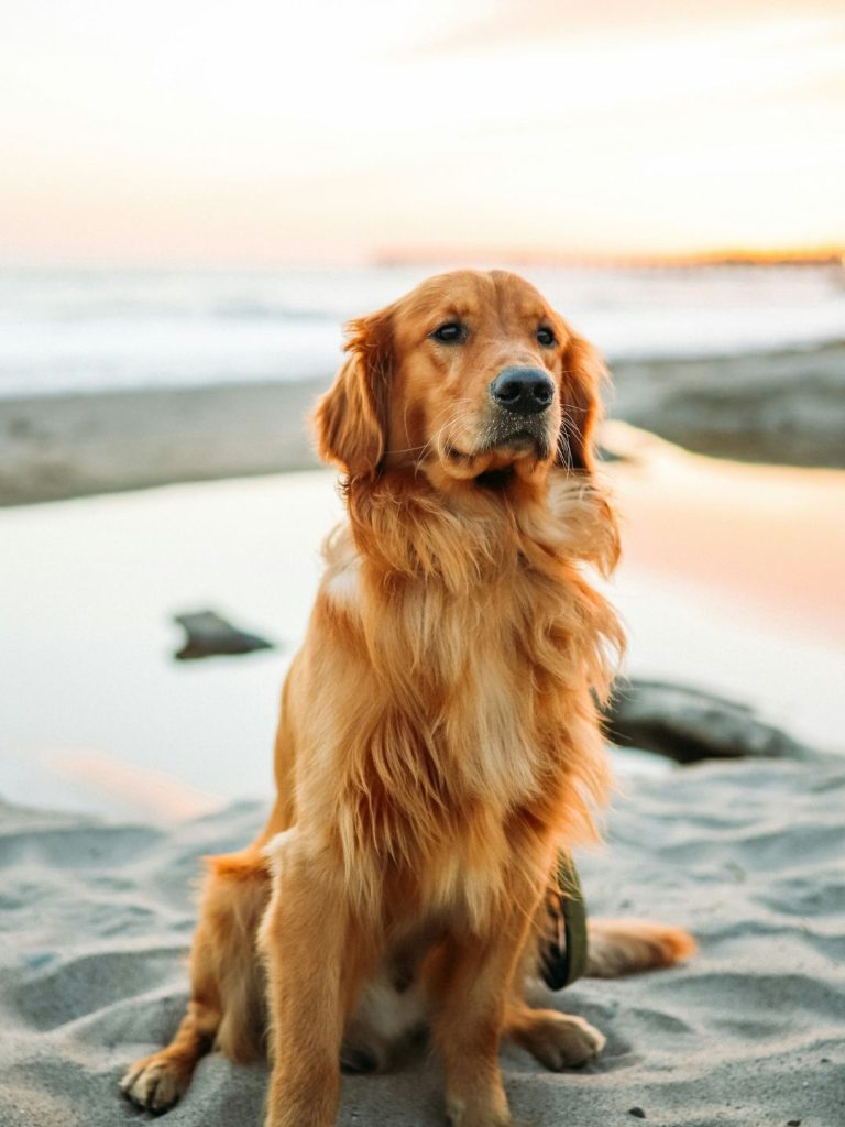 Golden Retriever & Ausgehen - Pawsometime