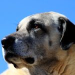 Kangal
