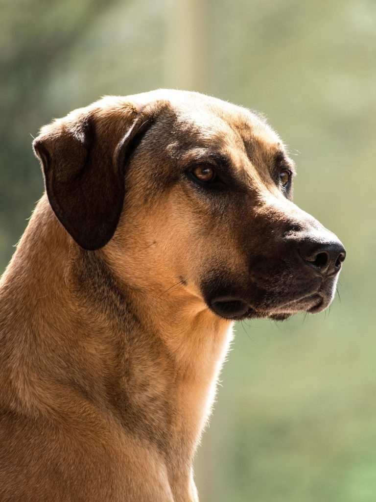 Der Charakter des Kangal - Pawsometime