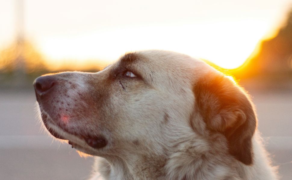Kangal - Pawsometime
