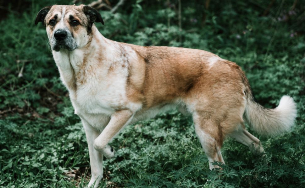 Der ruhige Kangal - Pawsometime