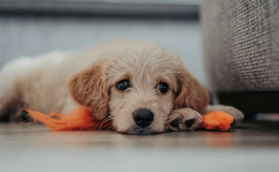 Das Aussehen des Labradoodles - Pawsometime