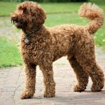Labradoodle