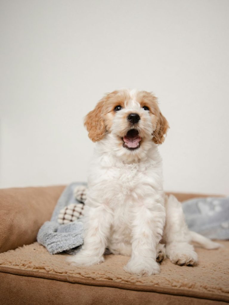 Der niedliche Labradoodle - Pawsometime
