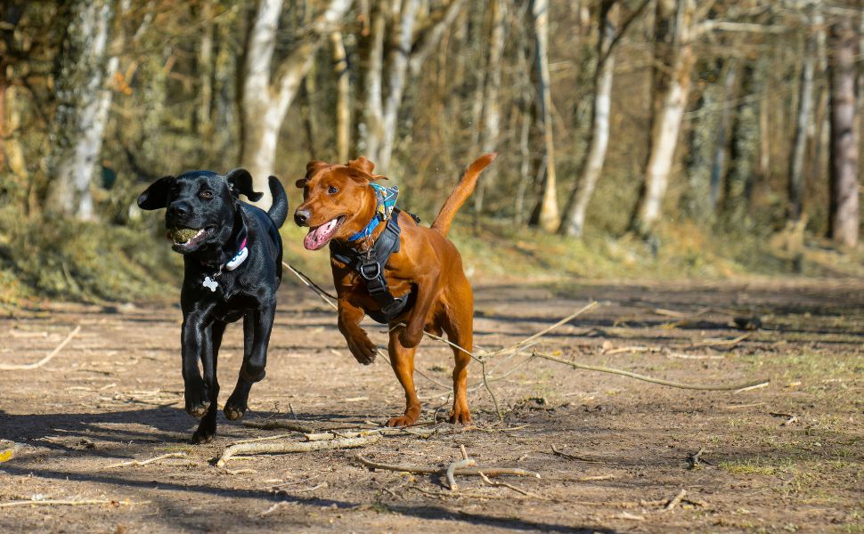 Schwarzer und brauner Labrador - Pawsometime