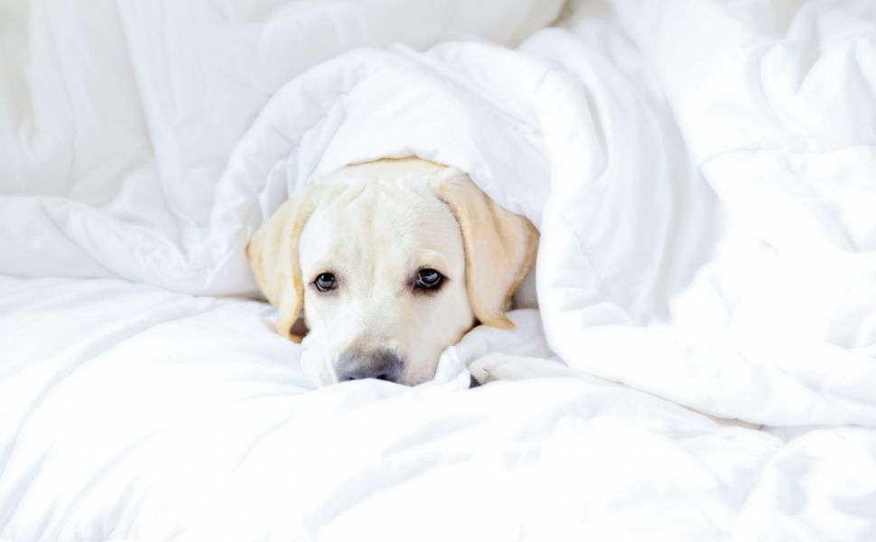 Labrador im Zuhause - Pawsometime