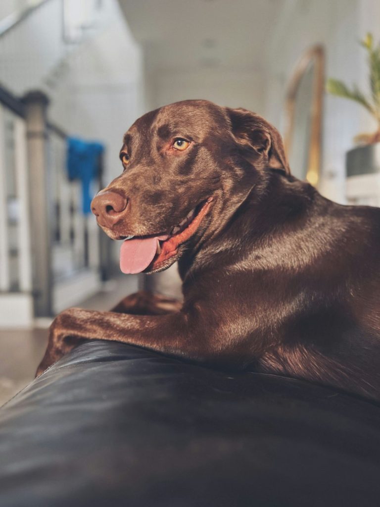 Labrador Retriever - Pawsometime