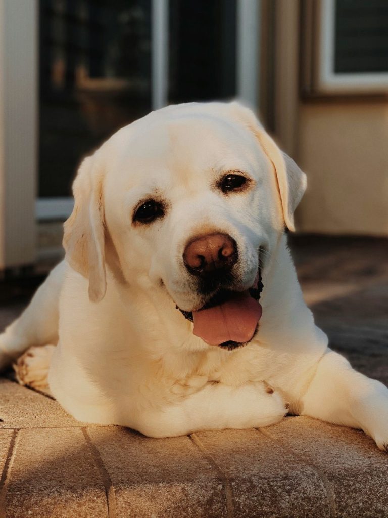 Hund - Pawsometime