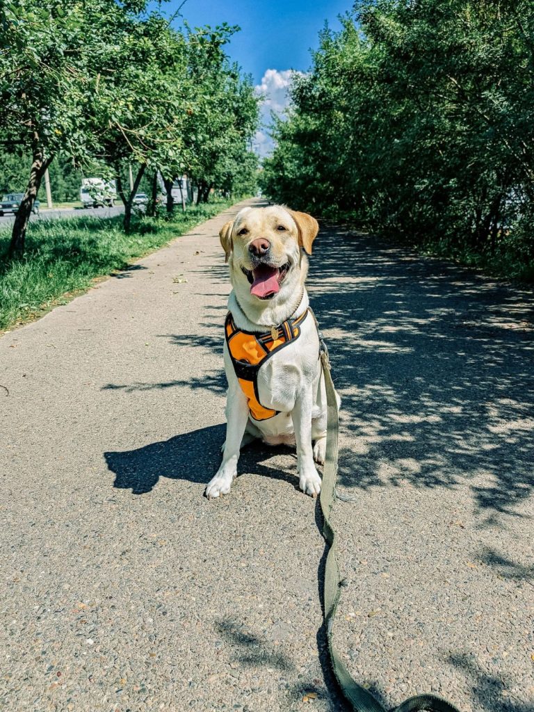 Fröhlicher Labrador - Pawsometime