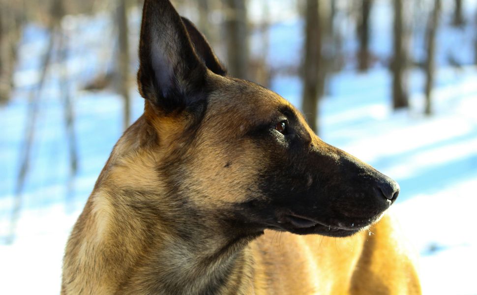 Belgian Malinois - Pawsometime