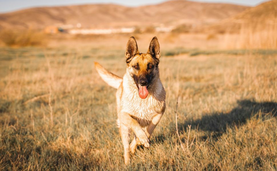 Malinois- Pawsometime