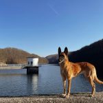 Malinois