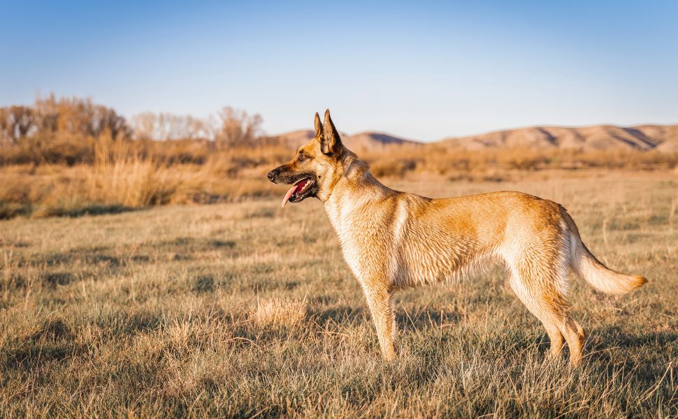 Hund - Pawsometime