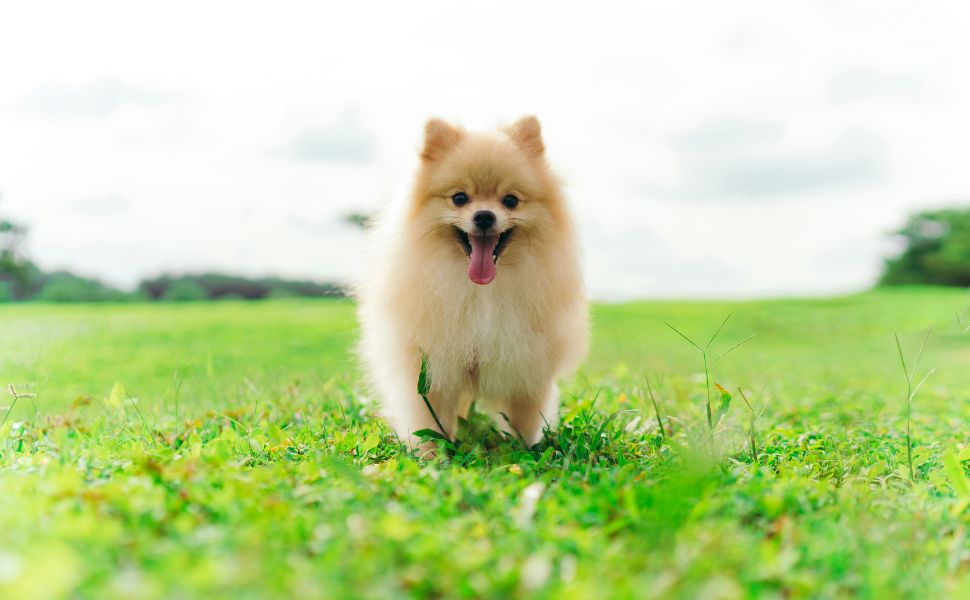 Pomeranian - Pawsometime