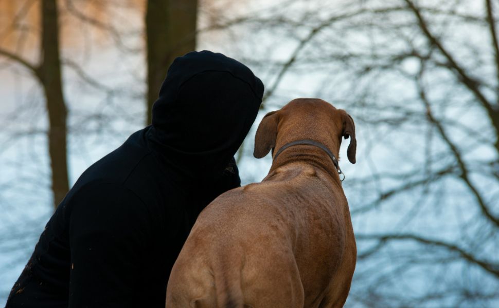 Loyaler Rhodesian Ridgeback - Pawsometime