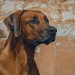 Rhodesian Ridgeback