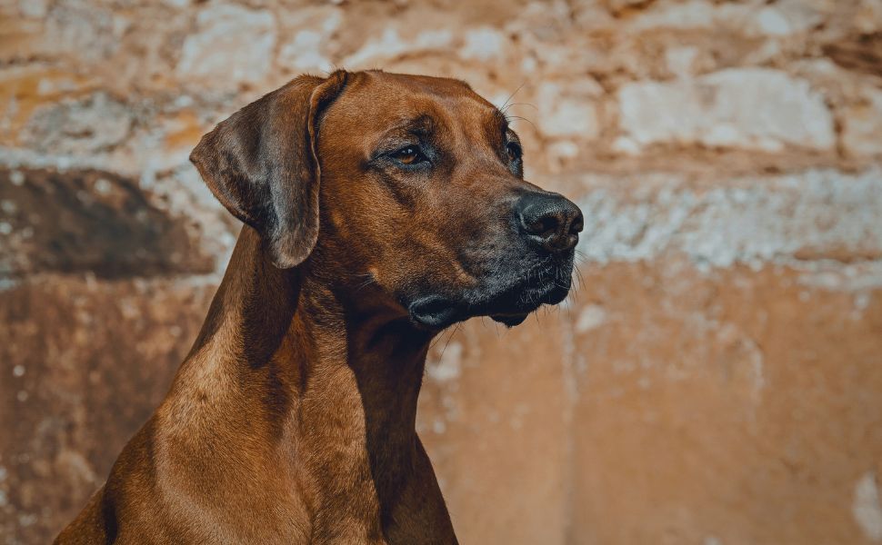 Rhodesian Ridgeback