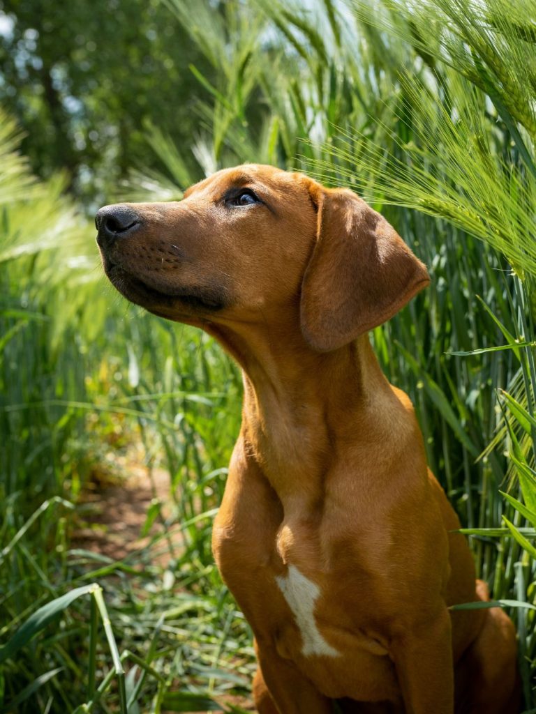 Rhodesian Ridgeback - Pawsometime