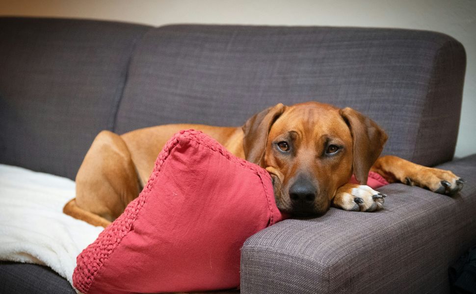 Hunde - Pawsometime