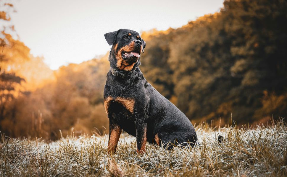 Rottweiler - Pawsometime