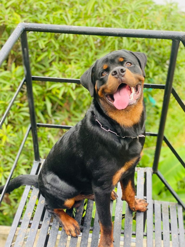 Leben mit einem Rottweiler - Pawsometime