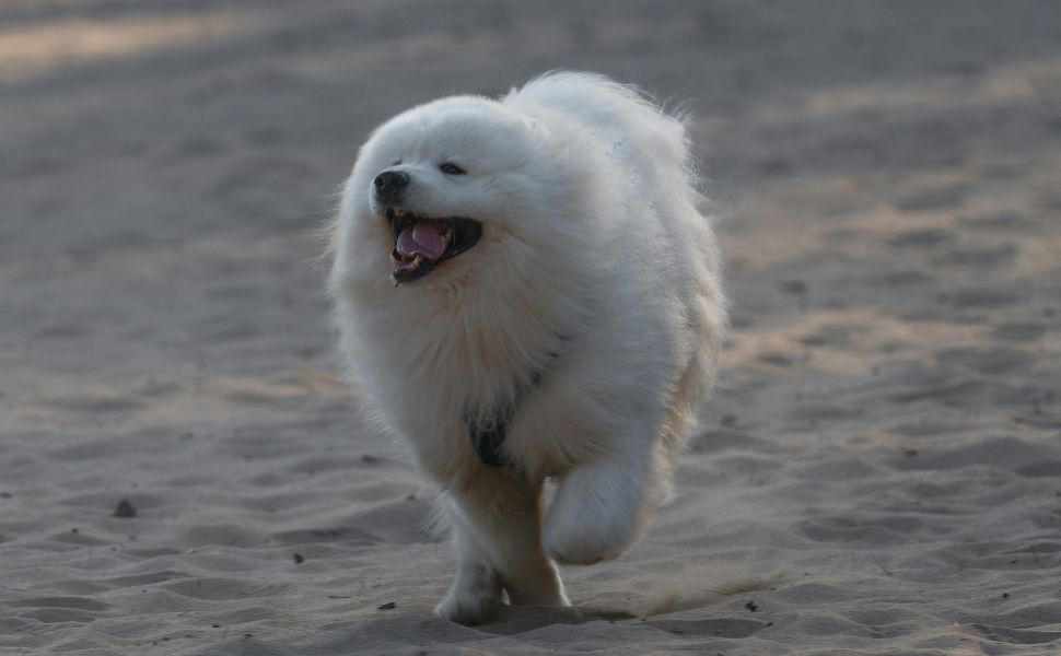 Flauschiger Samojede - Pawsometime