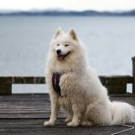 Samojede