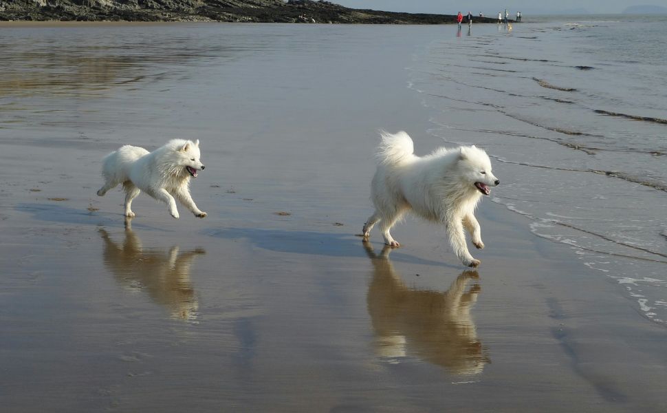 Hunde - Pawsometime