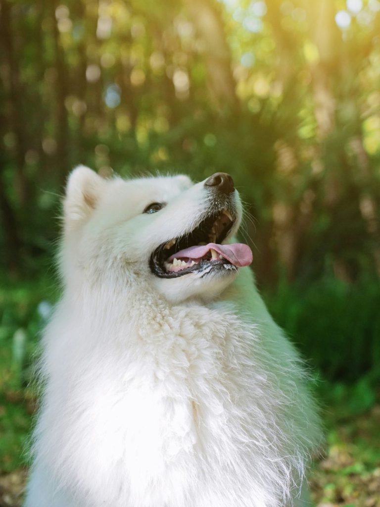 Samoyede - Pawsometime