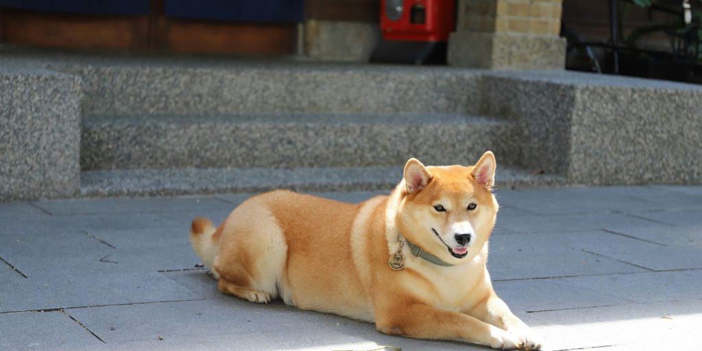 Das Aussehen des Shiba Inu - Pawsometime