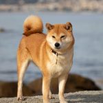 Shiba Inu