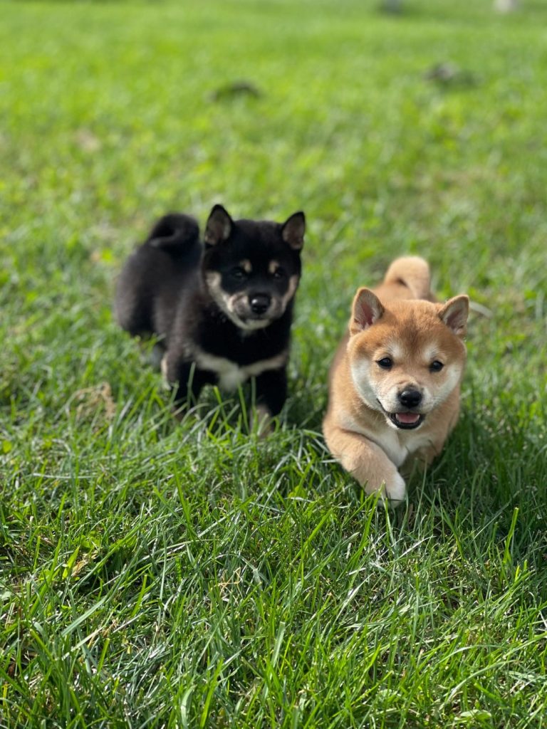 Shiba Inu in verschiedenen Farben - Pawsometime