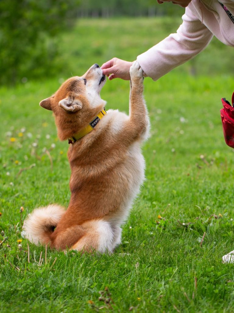 Shiba Inu und der Mensch - Pawsometime