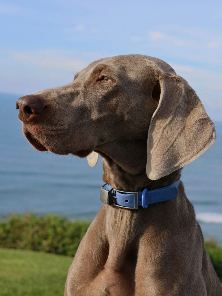 Warum der Weimaraner so beliebt ist - Pawsometime