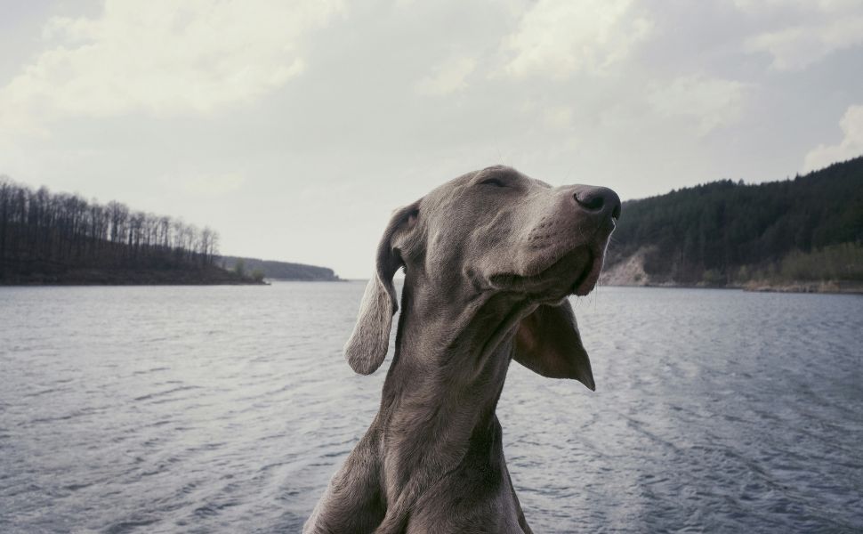 Hund - Pawsometime