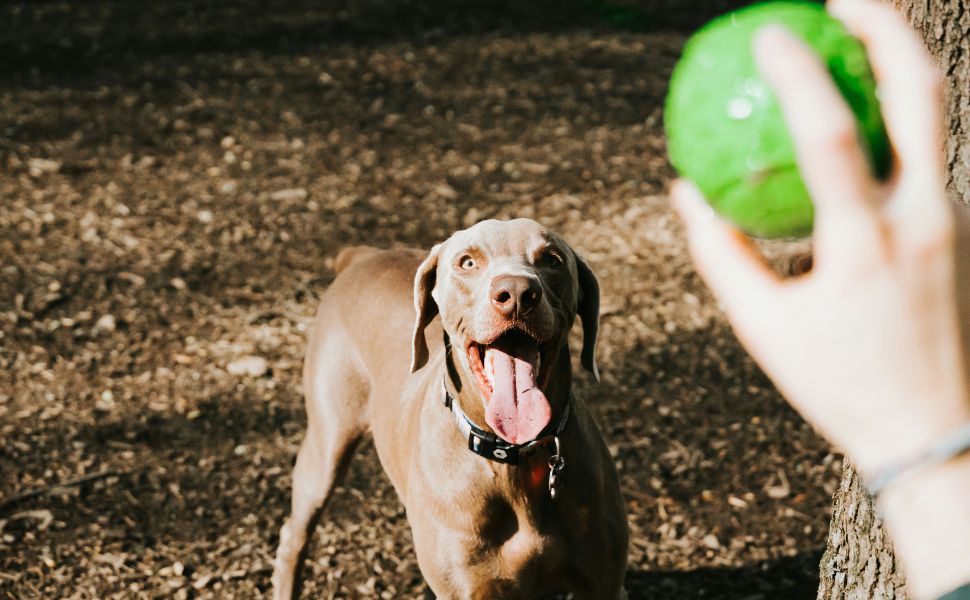 Mit einem Weimaraner spielen - Pawsometime