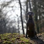 Weimaraner