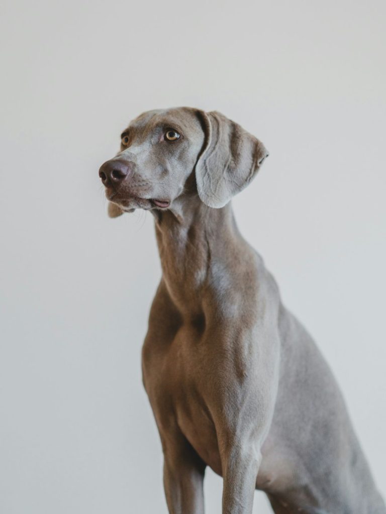 Der schöne Weimaraner - Pawsometime