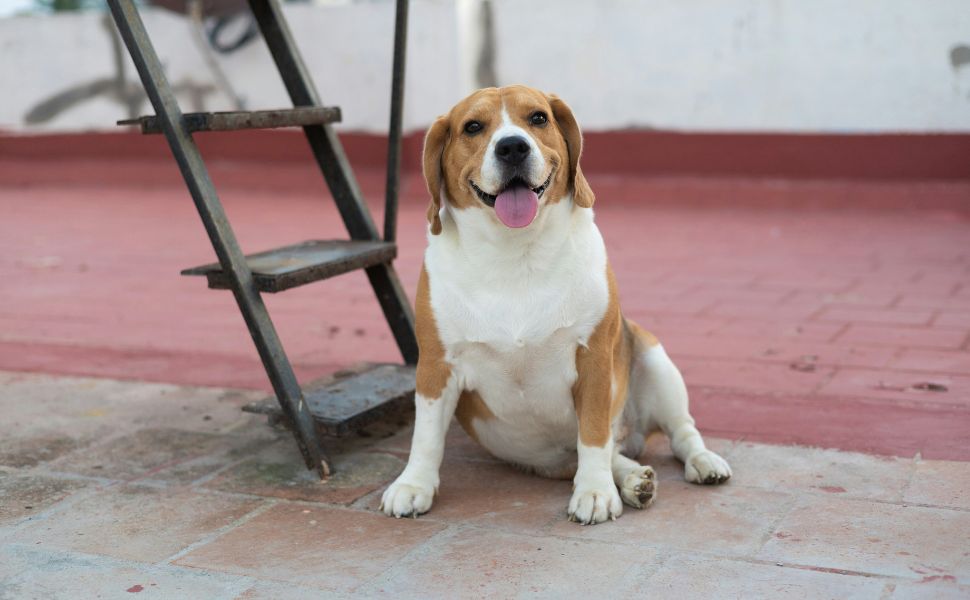 Der sanfte Beagle - Pawsometime