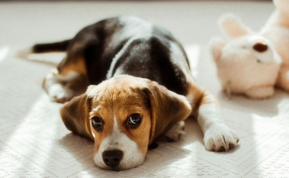 Über Beagle - Pawsometime