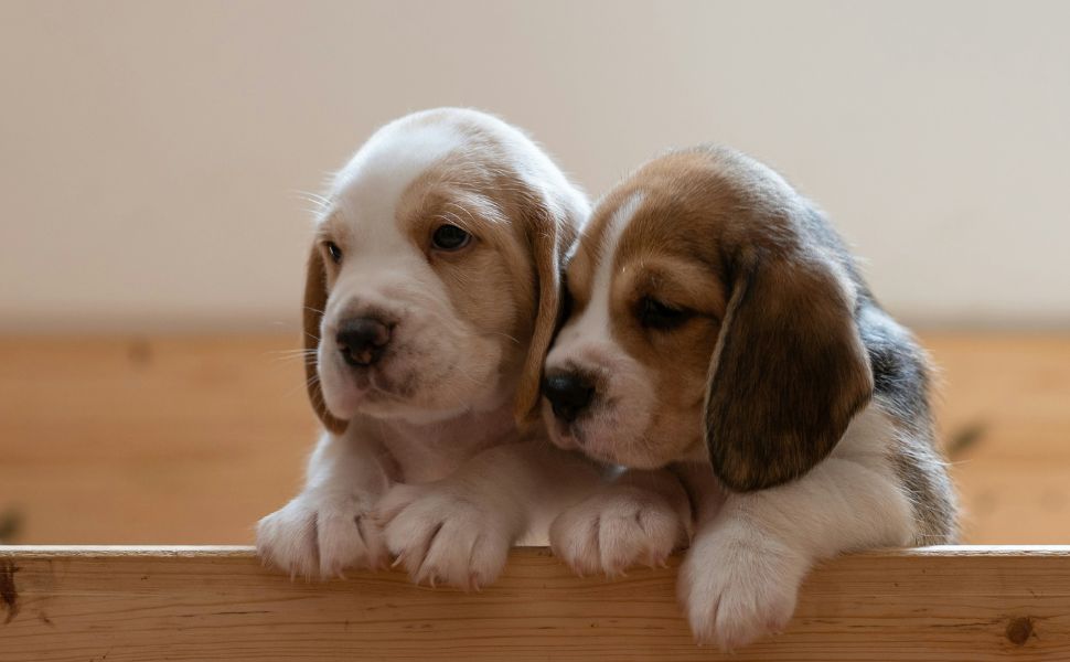 Beagle-Welpen - Pawsometime