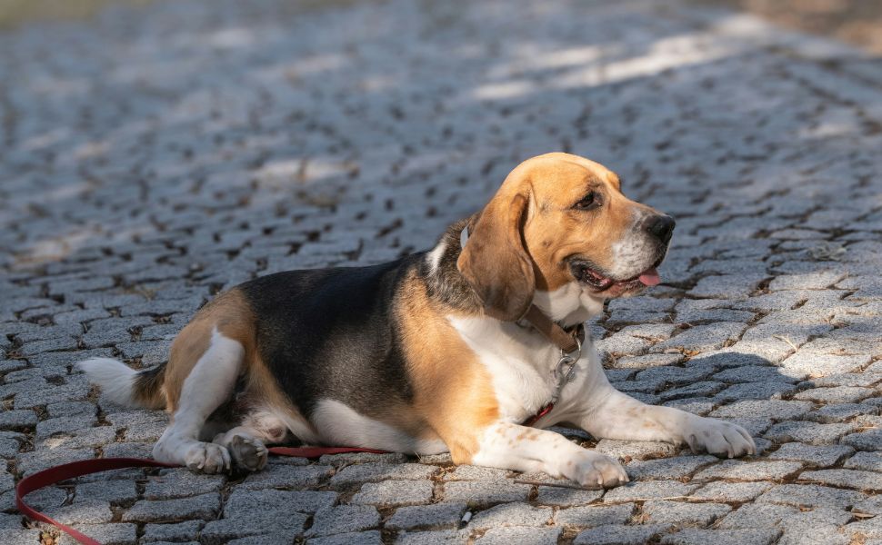 Beagle - Pawsometime