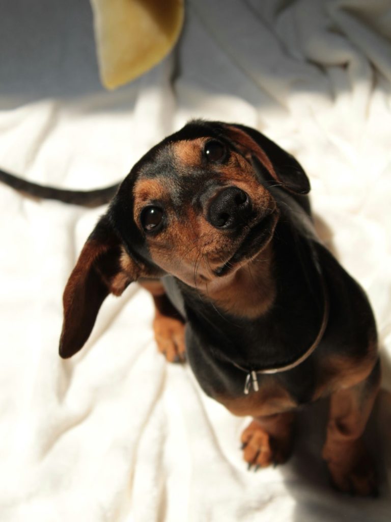 Der beliebte Dackel - Pawsometime
