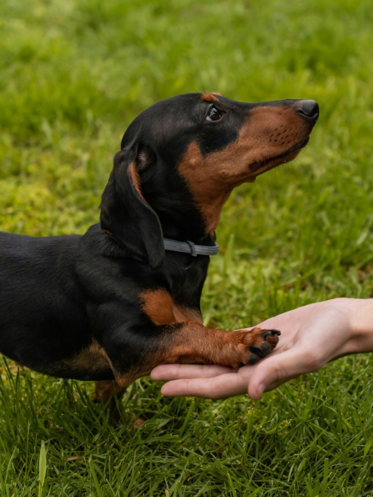 Der freundliche Dackel - Pawsometime